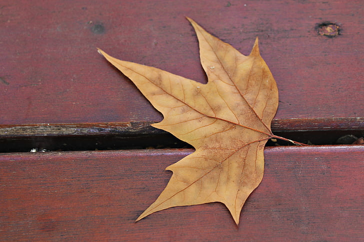 tørre blade, blad, efterår, Bank, Park, november, gul ark