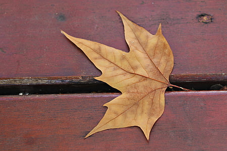 Suchy liść, liść, jesień, Bank, Park, listopada, Żółta karta