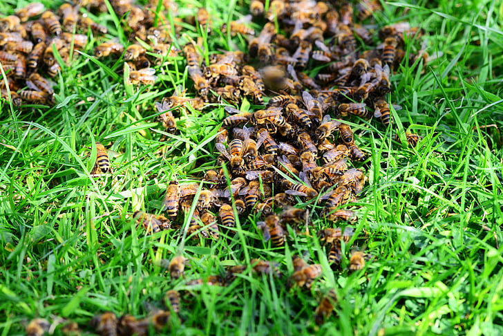abeilles à miel, abeilles, herbe, pelouse, gros plan, de nombreux, ruche