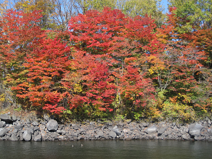 hösten, höstlig blad, Arboretum, färgglada, Woods, skogen, lönnar