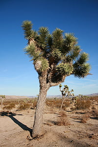 Estats Units, arbre, Parc, natura, desert de, clima àrid, sec