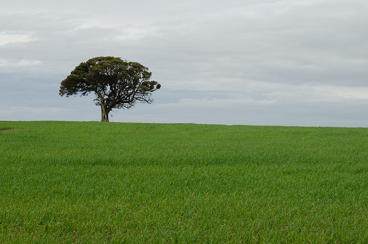 дърво, сам, самотен пшеница, Зелена какво, поле, пейзаж, природата