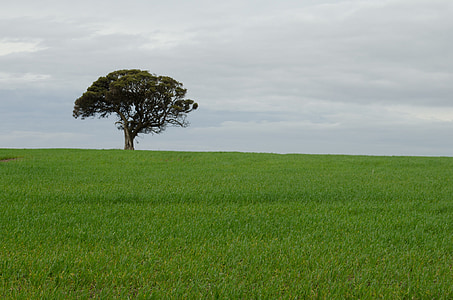 tree, alone, lonely wheat, green what, field, landscape, nature