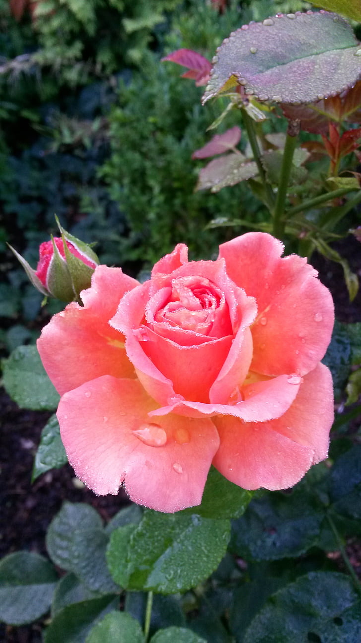 ökade, blomma, Anläggningen, trädgård rose, naturen, Rosa