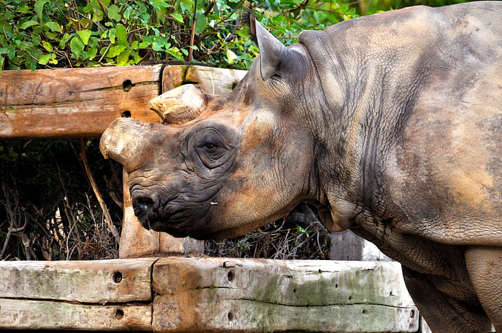 Rhino, Zoo, Lebka, savci