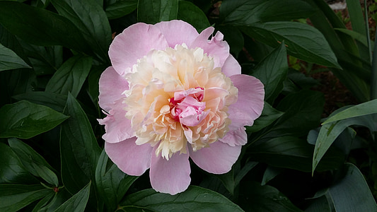 Pfingstrose, Rosa Pfingstrose, Frühlingsblume, Fuchsia, Blüte, Frühlingsblumen, Blume