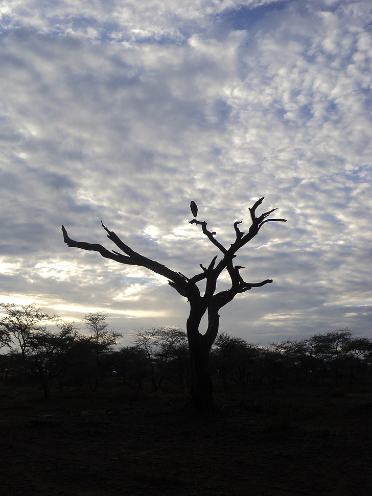 Tanzanija, Safari, Serengeti, grifai, medienos, dangus, saulėtekio