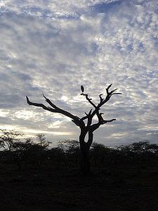 Tanzania, Safari, Serengeti, buitres, madera, cielo, salida del sol