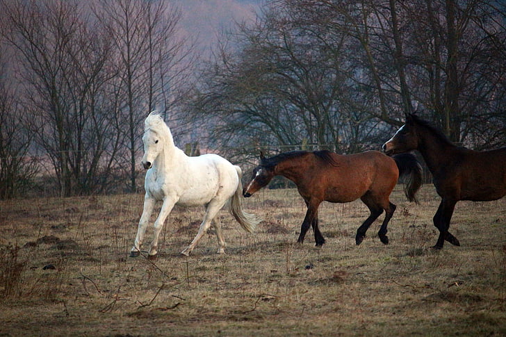 con ngựa, Flock, nấm mốc, chạy mau, Thoroughbred ả Rập, đồng cỏ, khớp nối