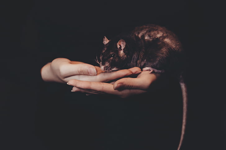 pruun, hiir, isikute, käsi, looma, rott, ainult täiskasvanutele