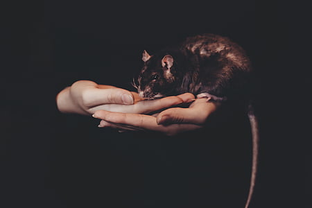 ciemne, ręce, zwierzętom, szczur, gryzonie, Zdjęcia