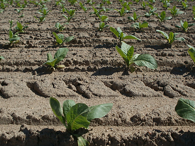 tobacco, field, agriculture, growing, plantation, crop, farming