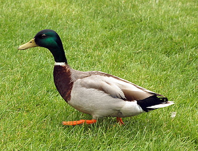 duck, bird, mallard, lawn, grass, green, mallard Duck