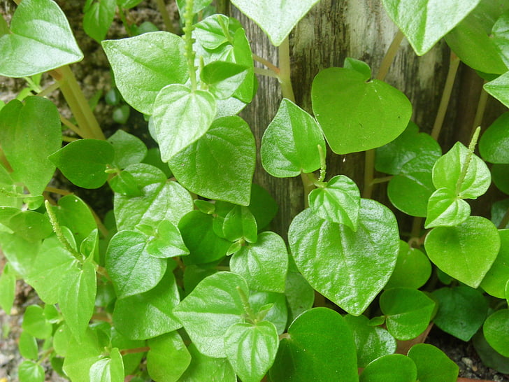 peperomia pellucida, Грийн, листа, природата, peperomia, растителна, Градинарство