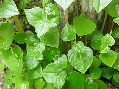 peperomia pellucida, grønn, blader, natur, peperomia, anlegget, hagearbeid