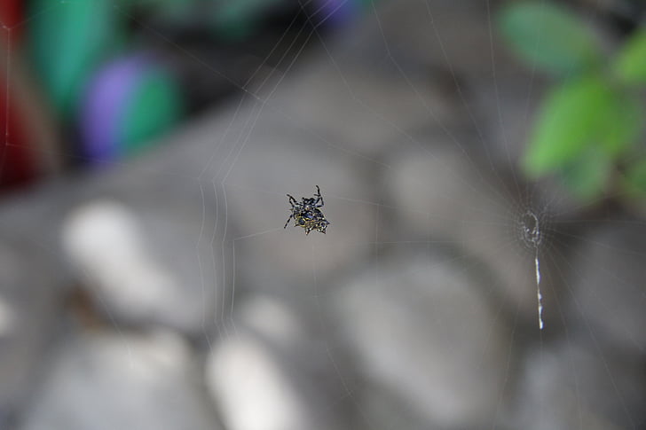 spider, insect, danger, animals, small, animal, nature