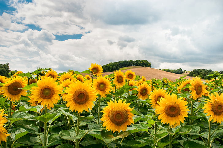 sunflowers, field, hill, sunflower field, summer, nature, yellow
