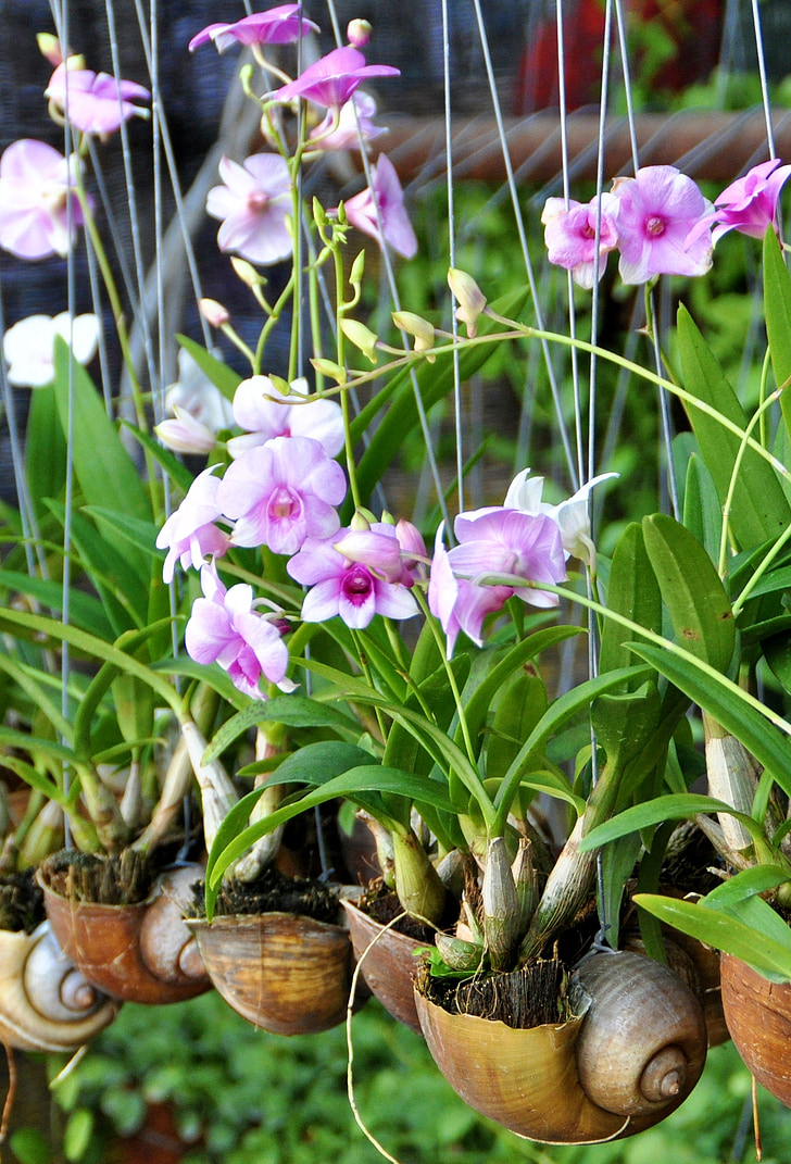 orquídia, Àsia, closca, planta, flor, flor, botànic