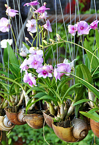 Orchid, Azië, shell, plant, Blossom, Bloom, Botanische