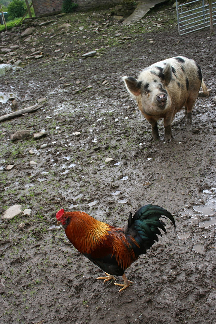 κοτόπουλο, γουρούνι, αγρόκτημα, λάσπη, ζώο, Γεωργία, πουλερικά