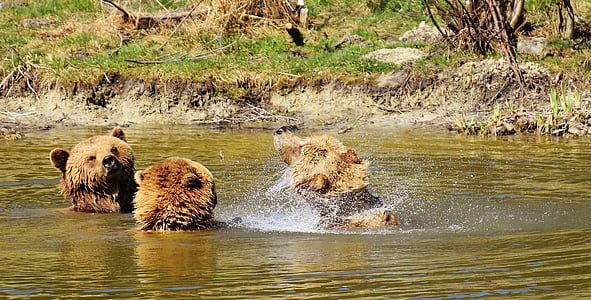 european brown bear, water, play, wild animal, bear, dangerous, animal world