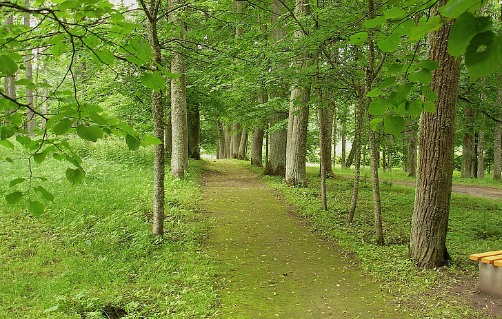 Letônia, floresta, árvores, floresta, Parque, passarela, Lane