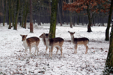 fallow deer group, winter, fallow deer, fur, stains, antler, scoop