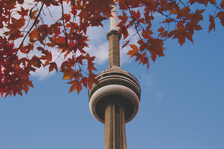 CN, Башня, Торонто, Канада, клен, дерево, вид