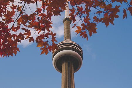 KN, veža, Toronto, Kanada, javor, strom, Zobrazenie