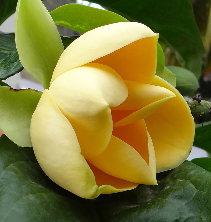 ou magnolia, Magnolia liliifera, floare, tropicale, floare, înflorit, Botanica