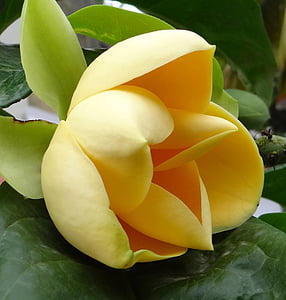 egg magnolia, magnolia liliifera, flower, tropical, bloom, blooming, botany