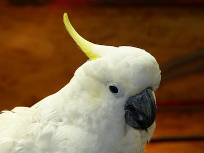 Cacatua-de-crista de enxofre, papagaio, Cacatua galerita, Cacatua, Cacatuidae, pássaro, animal