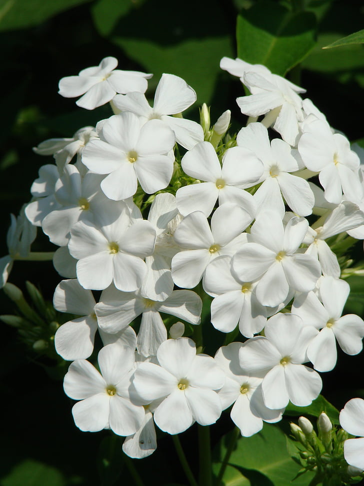 Phlox, квітка, квітник, білий, цвітіння, цвітіння, білий блиску