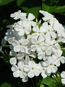Phlox, λουλούδι, λουλούδι στον κήπο, λευκό, άνθος, άνθιση, λευκό λαμπρότητα