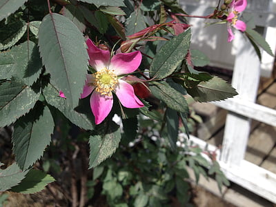 blomma, Rosa, trädgårds-växt, prydnadsväxter