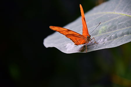 bakla, Dryas julia, metulj, oranžna, insektov, narave, blizu