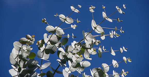 Eucalyptus listy, zelená, listoví, Australská, strom, blahovičník, modrá obloha