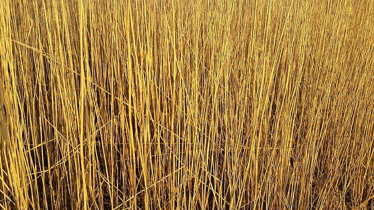 reed, schilfrohrgewaechs, phragmites australis, bank, shore plant, halme, lake