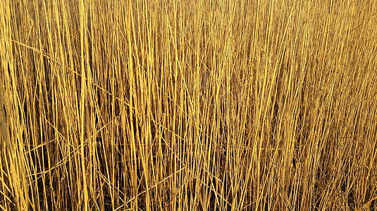 Reed, schilfrohrgewaechs, Pharagmites australis, banke, obali biljka, Halme, jezero
