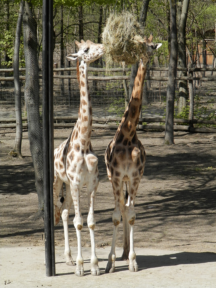 жираф, животните, Зоологическа градина, хранене