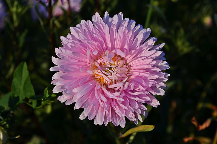 flowers, aster, autumn, astra, full bloom, plant, pink