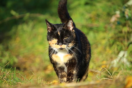 cat, mieze, lucky cat, three coloured, cat face, fall foliage, animal