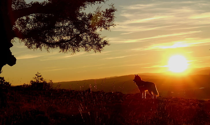 Husky, Farkas, kutya, naplemente, természet, a szabadban, állat
