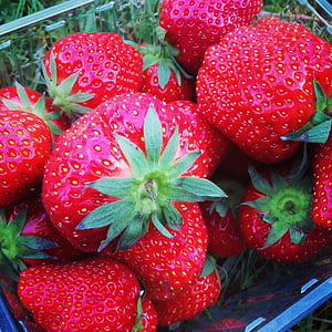 jordbær, rød, velsmakende, mat, sunn, frukt, frisk