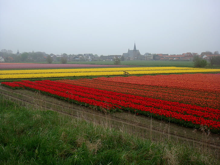 champs de tulipes, couleurs, ampoules, Église, paysage, pluie, nature