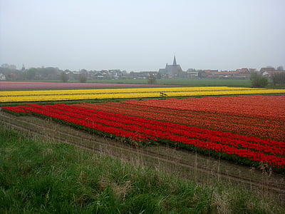 tulip fields, colors, bulbs, church, landscape, rain, nature