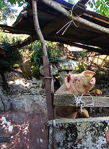豚, 貯金箱, 山の村, 面白い, 動物, かわいい, ピグレット
