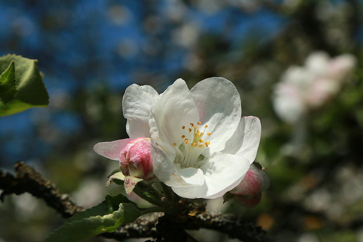 Poma, pomera, macro, primavera, tancar, flor, flors d'arbre de Poma
