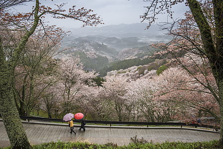 peisaj, Japonia, prefectura Nara, Yoshino, Wild cherry, primavara, ploaie