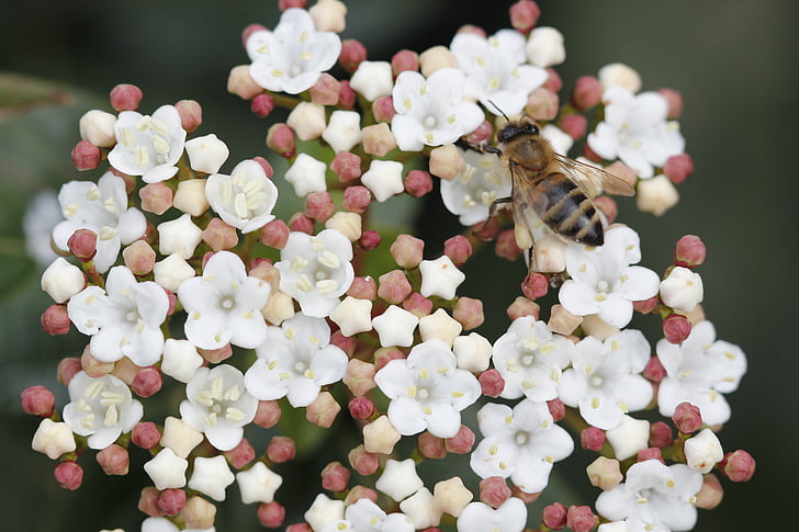 꿀벌, 꽃, 자연, 봄, 공장, 닫기, 비행 꿀벌